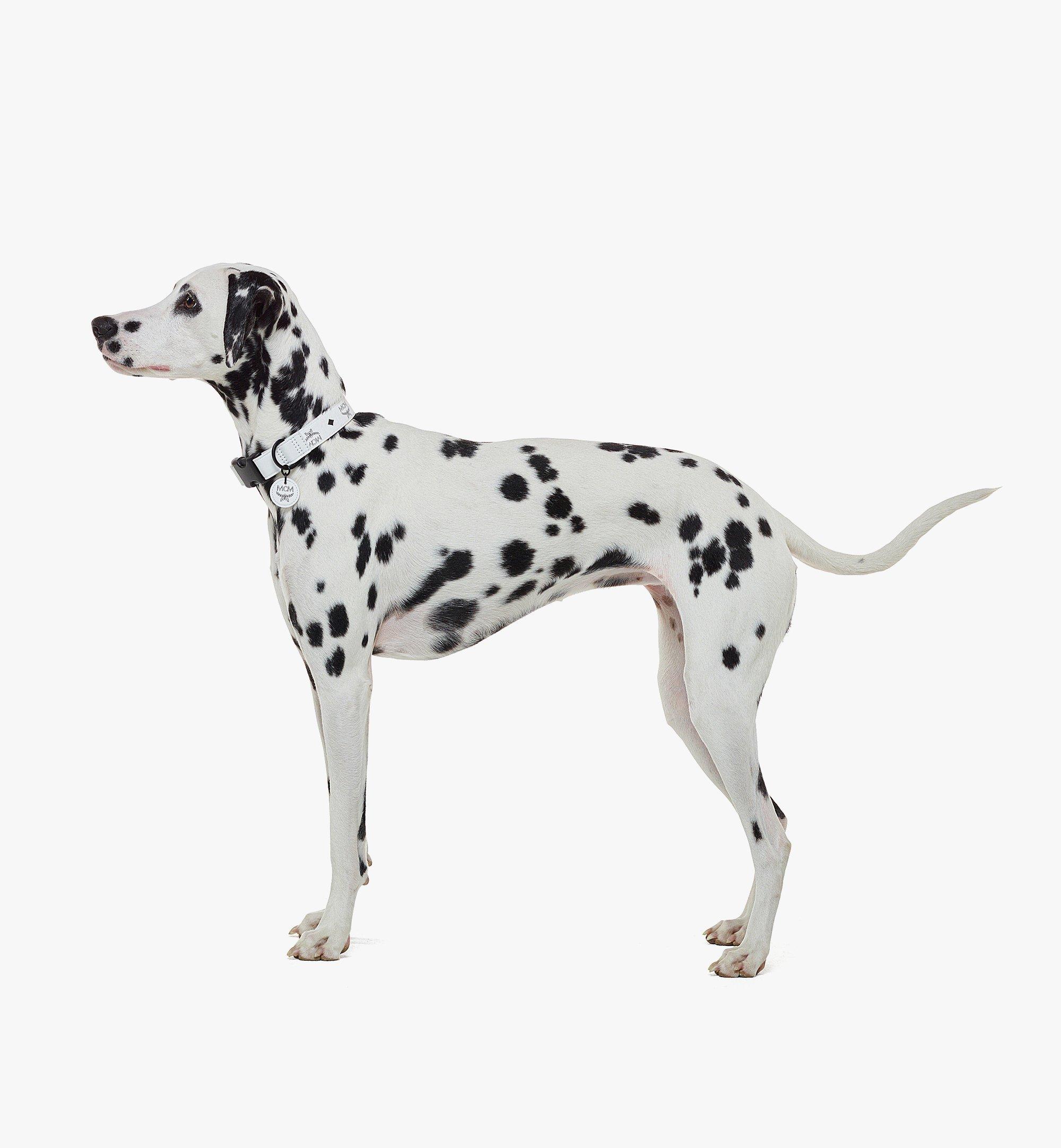 Adjustable / 28cm-46cm Pet Collar in Visetos White | MCM ®JP