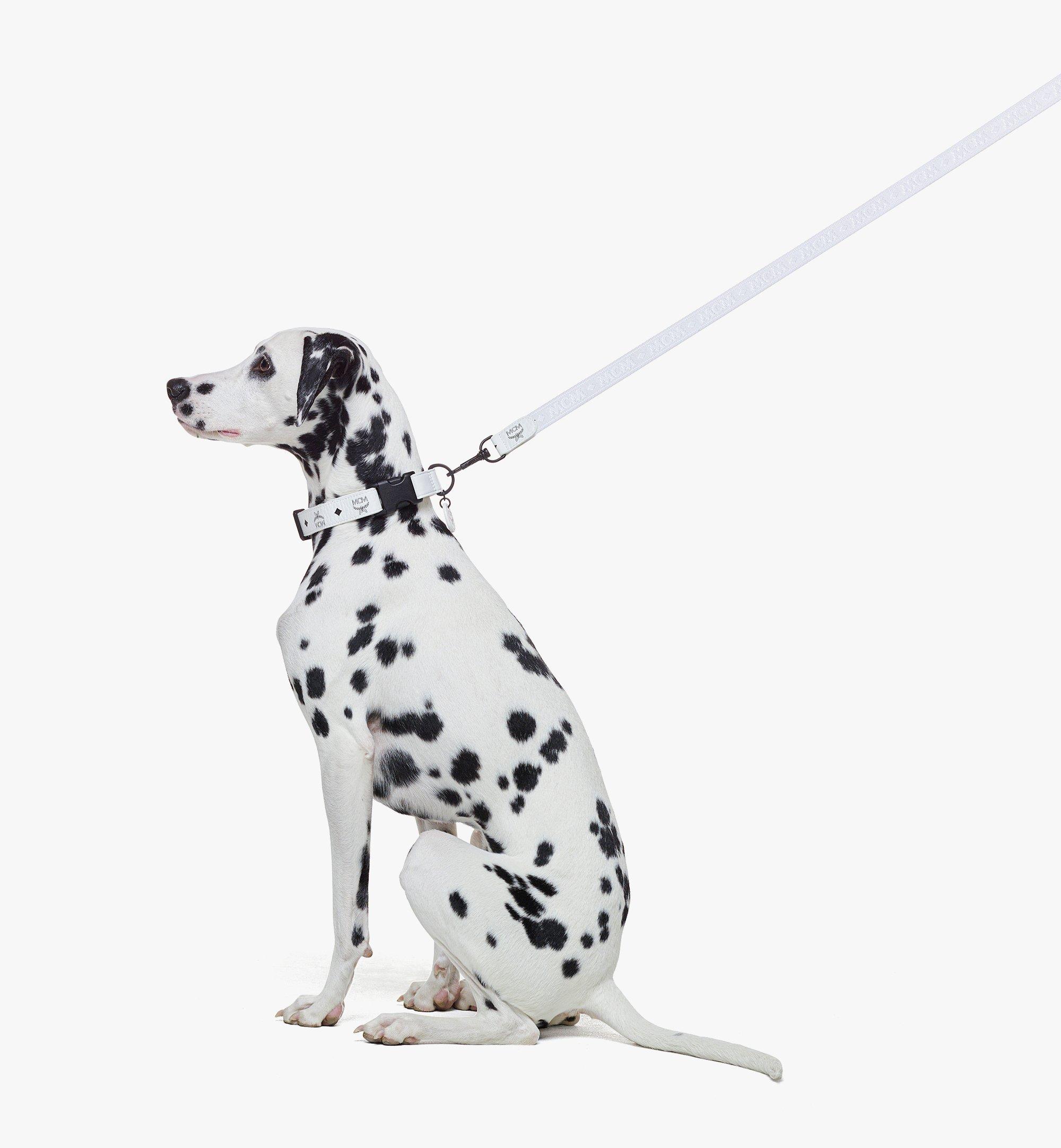 Pet Leash in Visetos