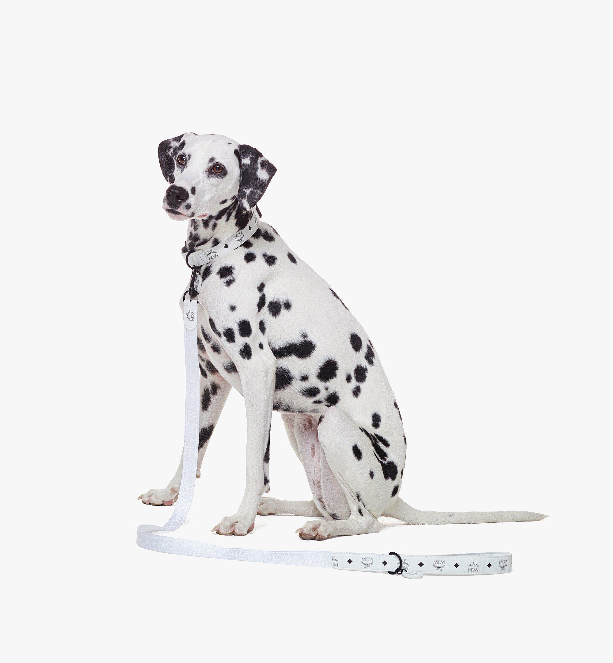 Pet Leash in Visetos