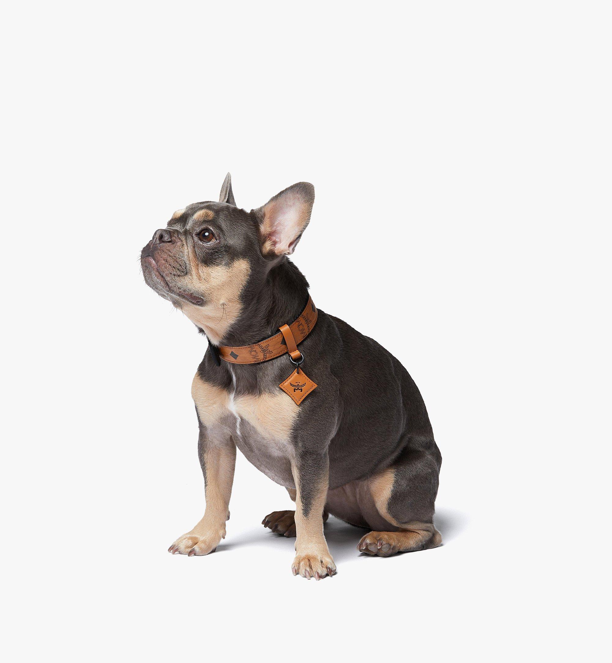 Pet Collar and Crossbody Leash in Visetos