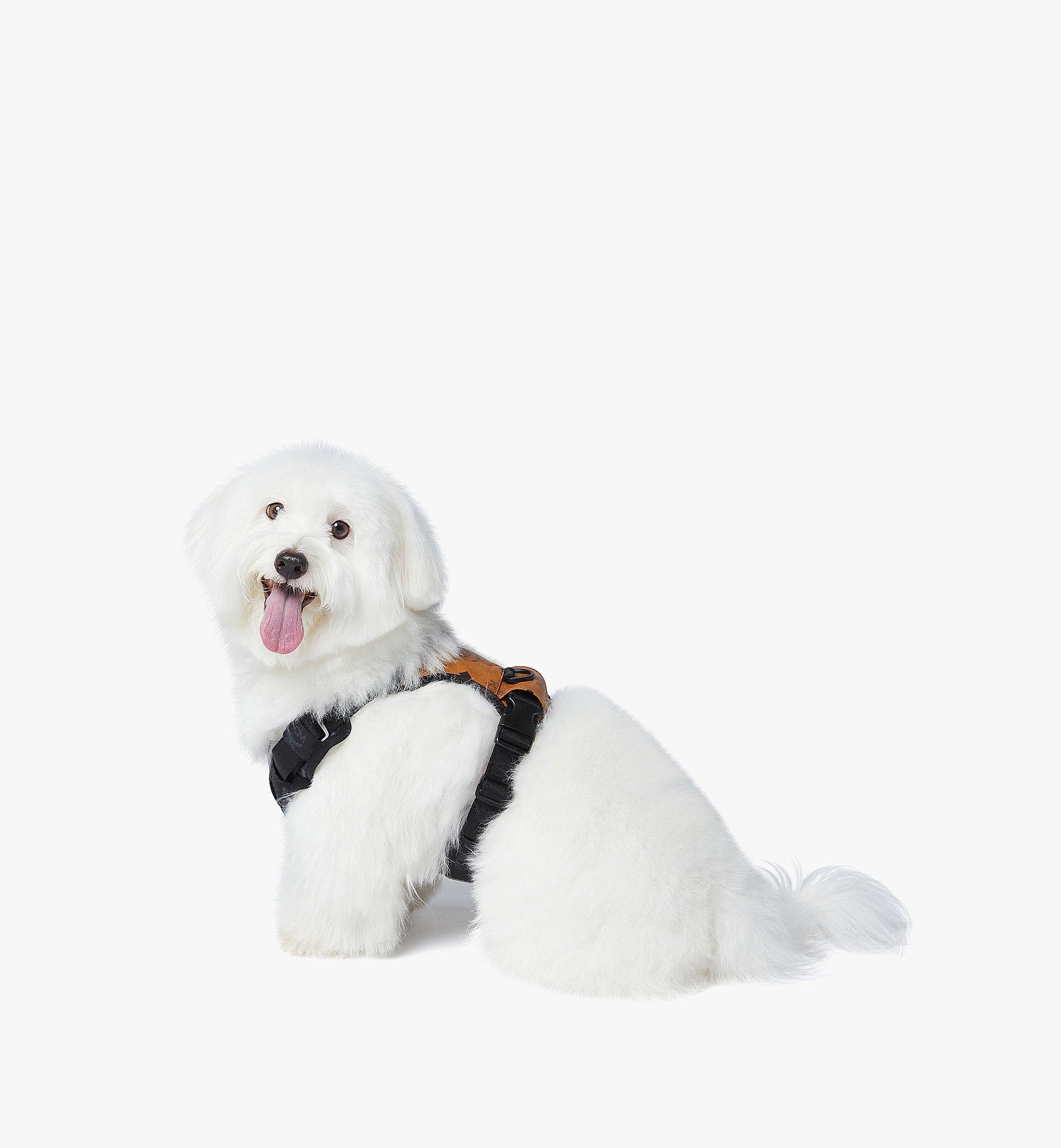 Pet Harness in Visetos